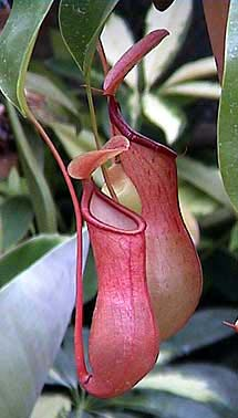 Nepenthes