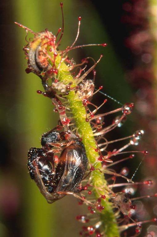 Passzív csapdák Ragasztócsapdák Drosera, Drosophyllum, Pinguicula