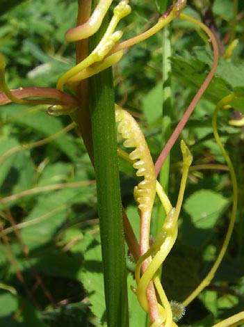 Növényi parazitizmus Cuscutaceae