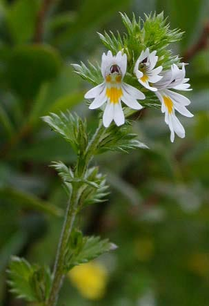 Növényi parazitizmus Scrophulariaceae (Tátogatófélék cs.