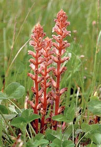 Növényi parazitizmus Orobanchaceae (Szádorgófélék cs.