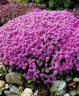 sejthetı a tüdırajzolat UH Ectopiás thymus (hátsó