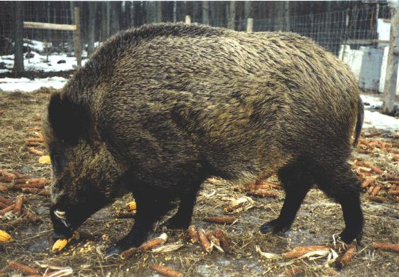 Disznófélék (Suidae)