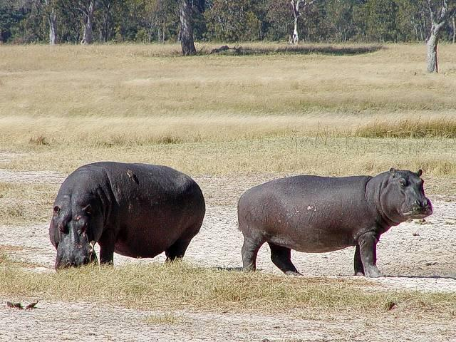 Vízilófélék (Hippopotamidae)