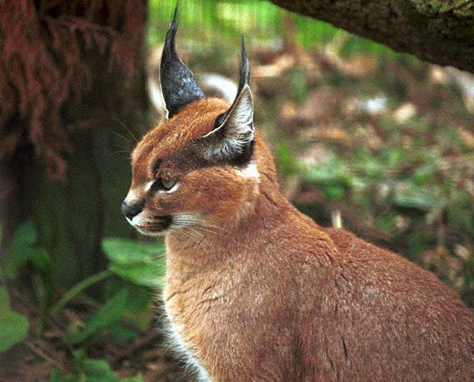 (Caracal