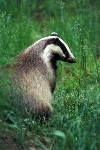 Menyétfélék (Mustelidae) Borzformák: