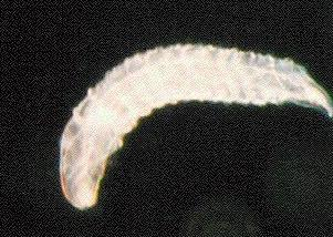 Ichneumonoidea fürkészalkatúak