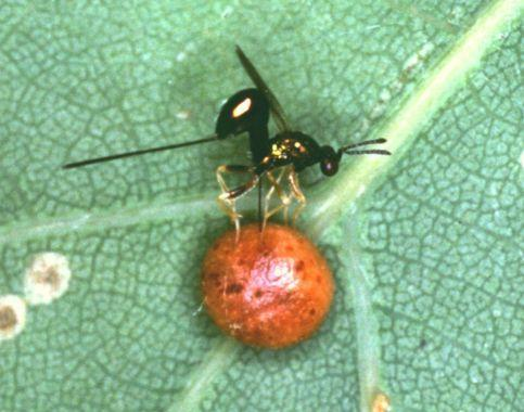 Cynipoidea - gubacsdarázsalkatúak Cynipidae - gubacsdarázsfélék Gubacsdarazsak: 1600 faj, Mo