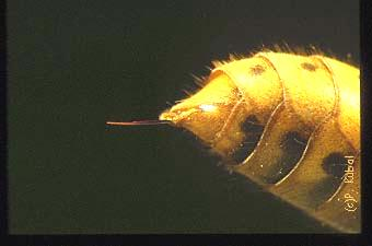 Alrend: Aculeata - Fullánkosak a tojócső fullánkká módosult, a peterakásban nem vesz részt szoliter és szociális életmódú rovarok monofiletikus csoport Fullánk: