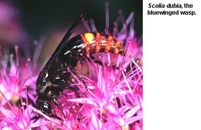 Vespoidea redősszárnyú darazsak Scoliidae