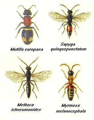 Mutillidae - hangyadarázsfélék a nőstény általában szárnyatlan