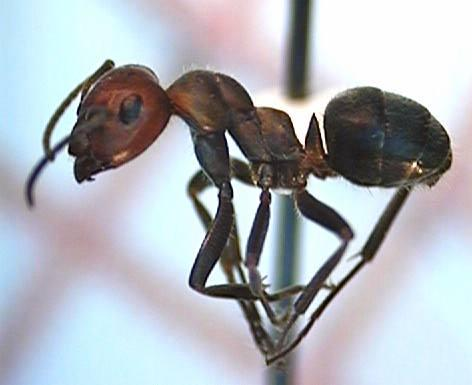 Formicinae: egybütykös hangyák : az első, elkeskenyedő potrohszelvényről egy bütyök ered, fullánk