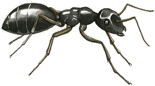 Lasius -