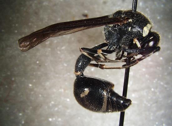 Vespidae redősszárnyú darázsfélék Eumeninae magános