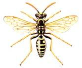 Polistes