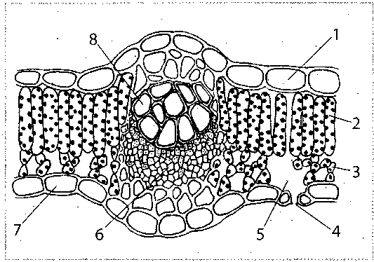 V. Ábrafelismerés (12 pont) Nevezze meg az ábrán jelölt szöveteket! (8 pont) 1. epidermisz 2. oszlopos parenchima 3. szivacsos parenchima 4. gázcserenyílás 5. légudvar 6. farész 7. háncsrész 8.