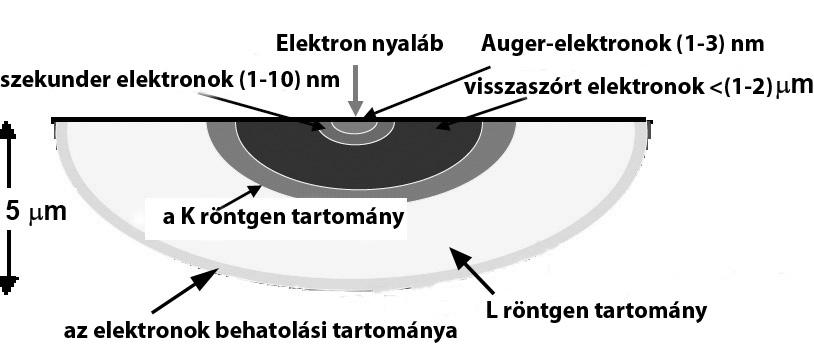 PÁSZTÁZÓ ELEKTRONMIKROSZKÓPIA 7 és a nyaláb-minta kölcsönhatási térfogat.