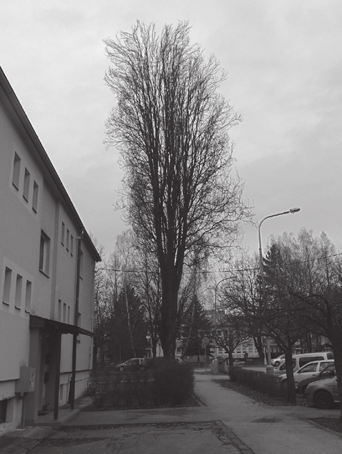 Buk lesný (Fagus sylvatica) je našou najrozšírenejšou lesnou drevinou s takmer 30 % zastúpením v slovenských lesoch.