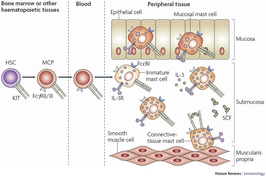 Additon of TGF-β1 to bone marrow cells supplemented with IL-3, IL-9, and SCF