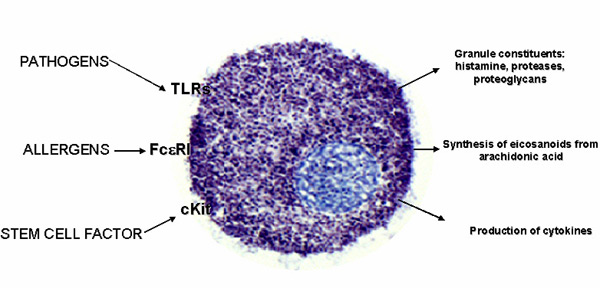 Hízósejtek aktivációs mechanizmusai TLR4 LPS IL-1β, TNF-α, IL-6 and IL-13, without mast cell degranulation TLR2 peptidoglycan mast cell degranulation and production of IL-4 and IL-5, IL-6, IL-13