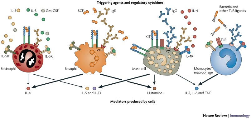 Bischoff Nature Reviews Immunology 7,