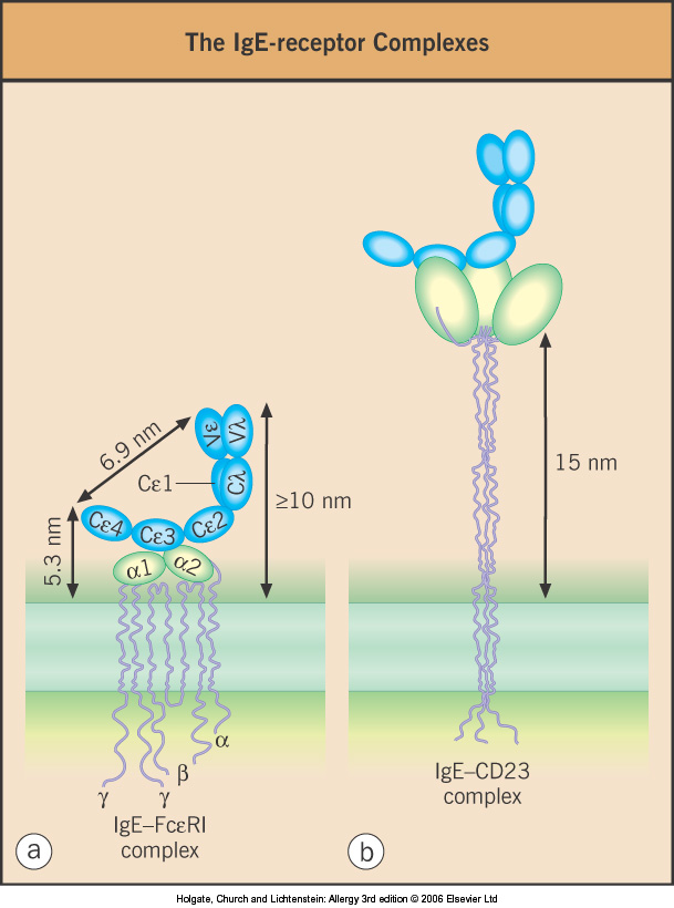 Az FcεRI és az FcεRII (CD23) FceRI: -nagy affinitás - Ig-család α, β 2γ lánc α1 és α2 domén ~80aa.