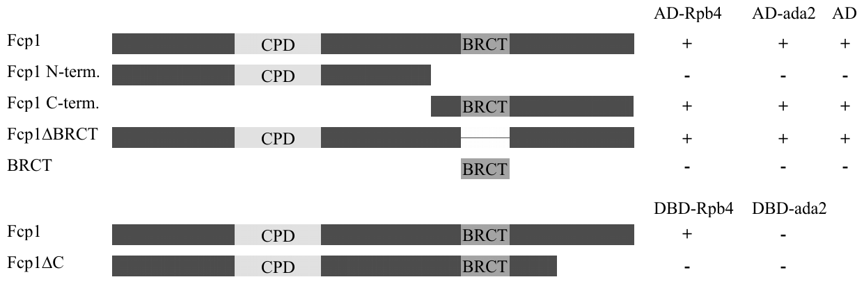 IV. 2. A DmFcp1 kölcsönhatása az Rpb4-gyel Korábban S. pombe-ban kimutatták az Fcp1 és Rpb4 közötti kölcsönhatást [64], ám újabb vizsgálatok megkérdőjelezik ennek funkcionális jelentőségét [73].