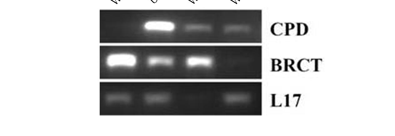 7. ábra A dmfcp1 mrns szintje csökken a csendesítő, és nő a túltermelő transzgén hatására RT-PCR da-gal4 driverrel kifejeztetett transzgéneket tartalmazó L3 lárvákból kivont össz RNS-en.