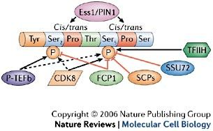 aktivitással rendelkező emlős Pin1 és az élesztő ESS1 feltételezhetően ilyen CTD módosító enzimek [34], mivel kölcsönhatnak a foszforilált CTD-vel, és specifikusak az olyan szubsztrátokra, melyekben