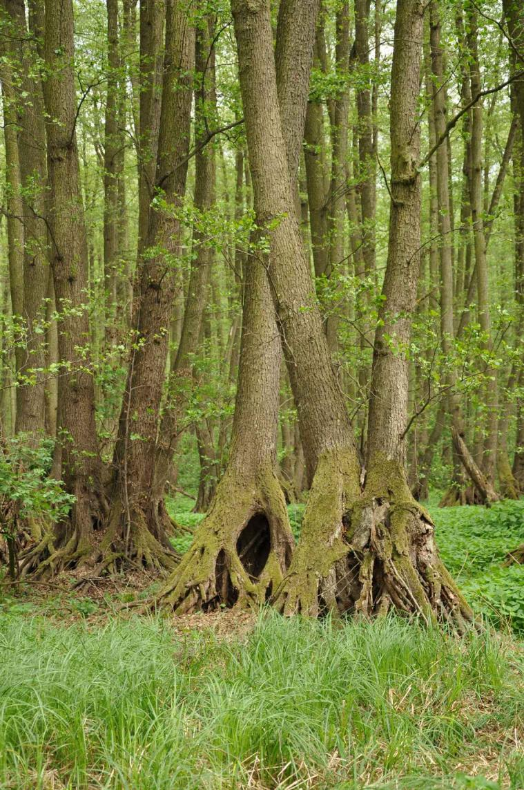 Fontos Madárélőhelyek (IBA) A fontos madárélőhelyek, avagy angol rövidítéssel az IBA-területek (Important Bird Areas) rendszere - olyan, a Föld madárvilága szem-pontjából kulcsfontosságú területek