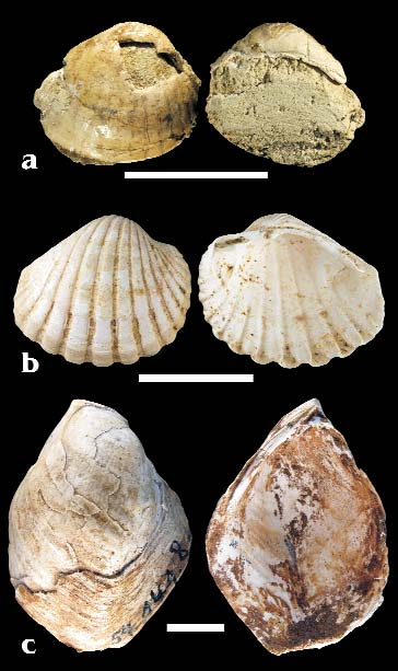 86 SZTANÓ Orsolya et al.