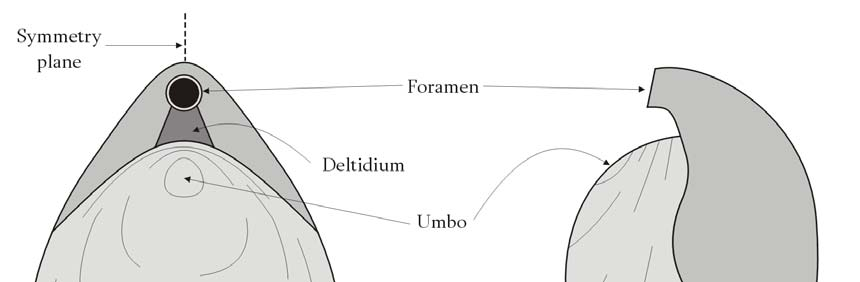 bryozoákkal a tentaculum