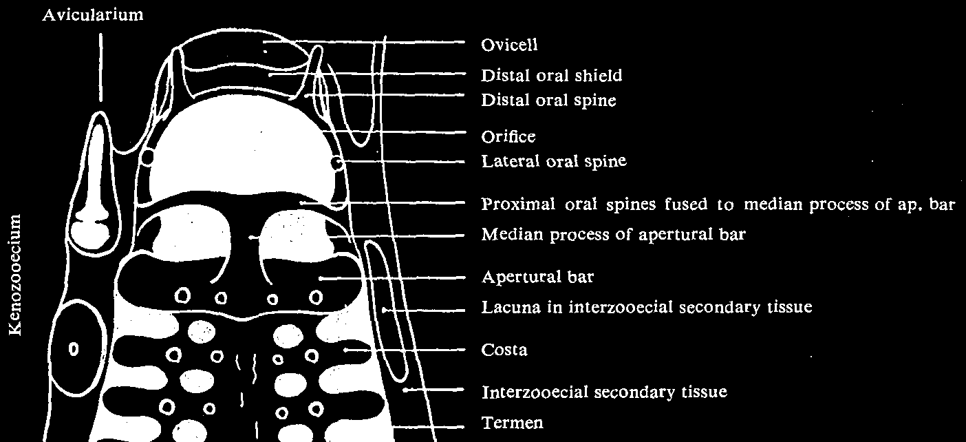 el: szaru, kitin, mész Nyílása az