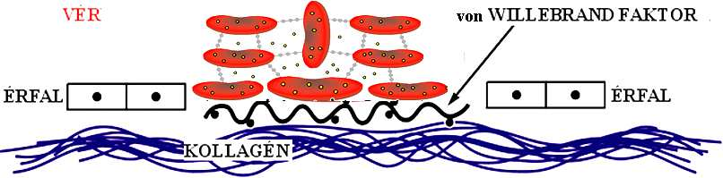 TROMBOCITA AGGREGÁCIÓ Ha az érrendszer valahol megsérül, akkor a sérülés helyén a vérlemezkék a sérült érfalhoz tapadnak, és az odatapadtak közé mindig újabbak rakódnak le.