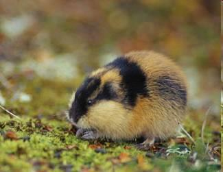 Táplálék-újrafelvétel Közönséges lemming: - 45-50 g - Naponta többször van