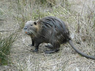 Táplálék-újrafelvétel Nutria: - 5-10 kg - Éjszaka eszik, nappal újrafelvesz - Valószínűleg kemény hullatékot nem vesz fel, csak a lágyat