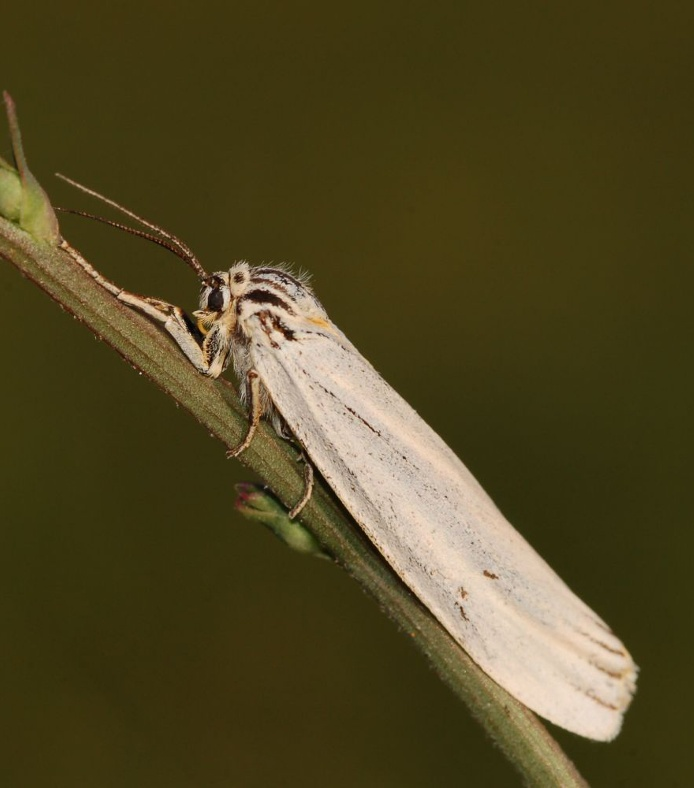 88 Kelemen et al.: Nagylepkefaunisztika, Kisújszállás, II. Tyria jacobaeae (Linnaeus, 1758) A Palearktikumban elterjedt faj hazánkban sokfelé megtalálható.