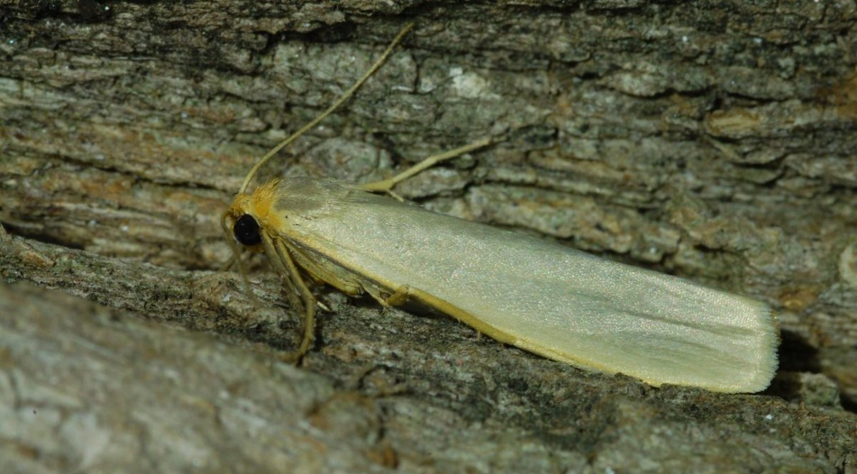 05.27., leg. Kelemen I.) Fig. 10. Eilema caniola det. et gen. prep. Fazekas Imre from Kisújszállás (photo: Fazekas I.). Dysgonia algira (Linnaeus, 1767) Euroszibériai areatípusú, szubmediterrán ázsiai faj.