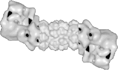 1. ábra: 19S regulátor komplex α-gyűrű β-gyűrűk α-gyűrű 19S regulátor komplex Fedő részkomplex Alap részkomplex 20S proteaszóma 1.