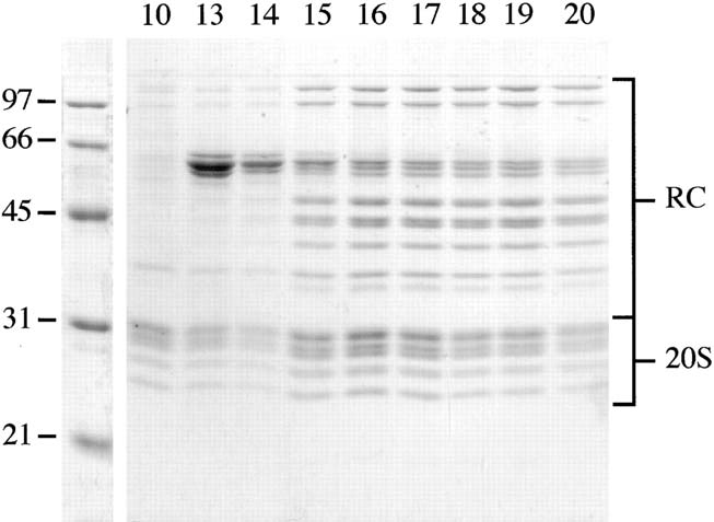 A Drosophila melanogaster 26S proteaszóma regulátor komplexének alegység-összetétele és egy deubiquitináló enzim elhelyezkedésének meghatározása A Drosophila embriókból származó 26S proteaszóma