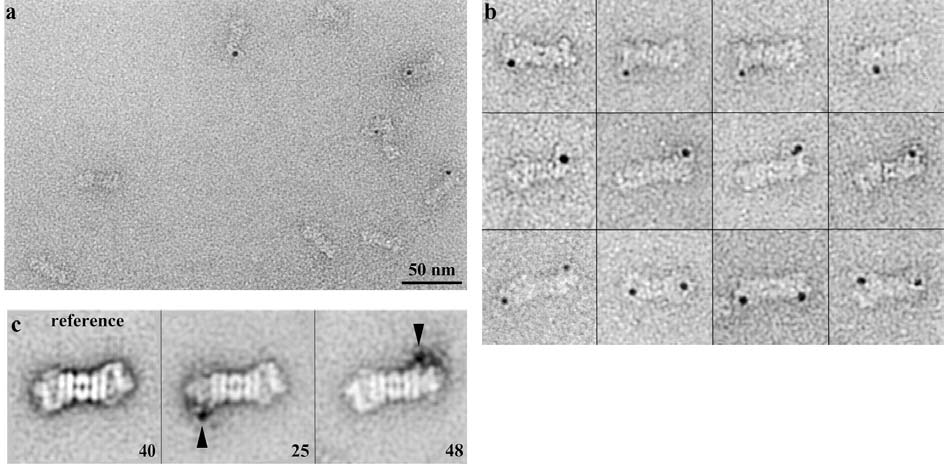 3.5 nm átmérőjű kolloidális aranyszemcse, amelynek elektrondenzitása olyan nagy, hogy még negatívan festett elektronmikroszkópos preparátumokon is jól látható.