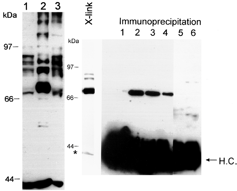 alegységeit, majd immuno-precipitációt végeztünk hat különböző ellenanyaggal: mab9e3, mab12a1, mab216, anti-p48b, anti-p54, és indifferens kontrollként használt szója leghemoglobin ellen termeltetett