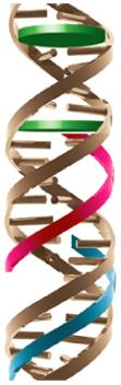 jön létre. A DNS-árkokban főként H-hidas kötések alakulnak ki a bekötődő vegyület és a DNSnukleotidok között.