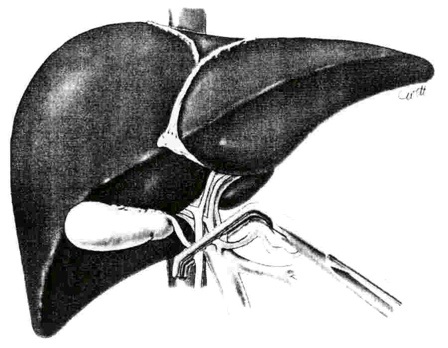 ischaemia toleranciája a megnövekedett vérvesztés és az esetlegesen hosszabb műtéti idő ellenére is nőtt.