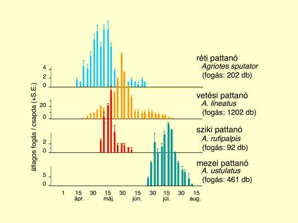 NEM KELL TALÁLGATNUNK - A FEROMONCSAPDÁVAL PONTOSAN MÉRHETİ! Négy, közeli rokon pattanóbogárfaj rajzásának menete feromoncsapdával mérve (Debrecen, 1999).