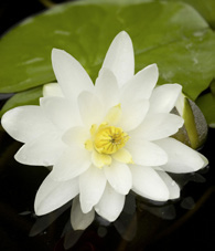 Nymphaea