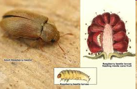 Növényvédelmi állattan gyakorlatok 3. gyakorlat COLEOPTERA II.