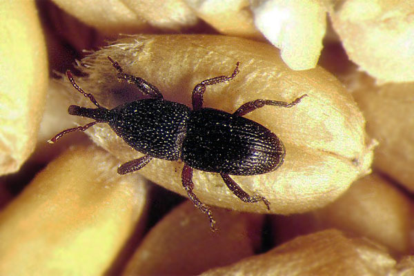 Sitophilus granarius gabonazsuzsok jell: 3-5 mm, fekete vagy sötétbarna, fényes felületű. Kitinpáncélja erősen pontozott, a szárnyfedők vége közösen lekerekített. életm.: évi 2-3 nemzedék.