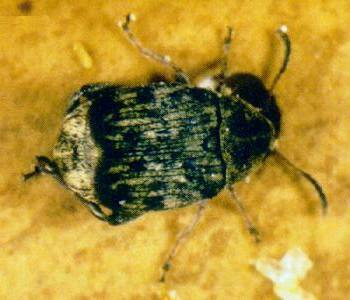 Familia: Bruchidae zsizsikek (kukaclárvások) Acanthoscelides obtectus babzsizsik jell: 2-3 mm, szürkés színű.