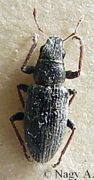 (Barkók ökológiai csoportja) Rövid ormányúak Otiorrhynchus ligustici (hamvas) vincellérbogár jell: 9-14 mm. Fekete, hamvas.